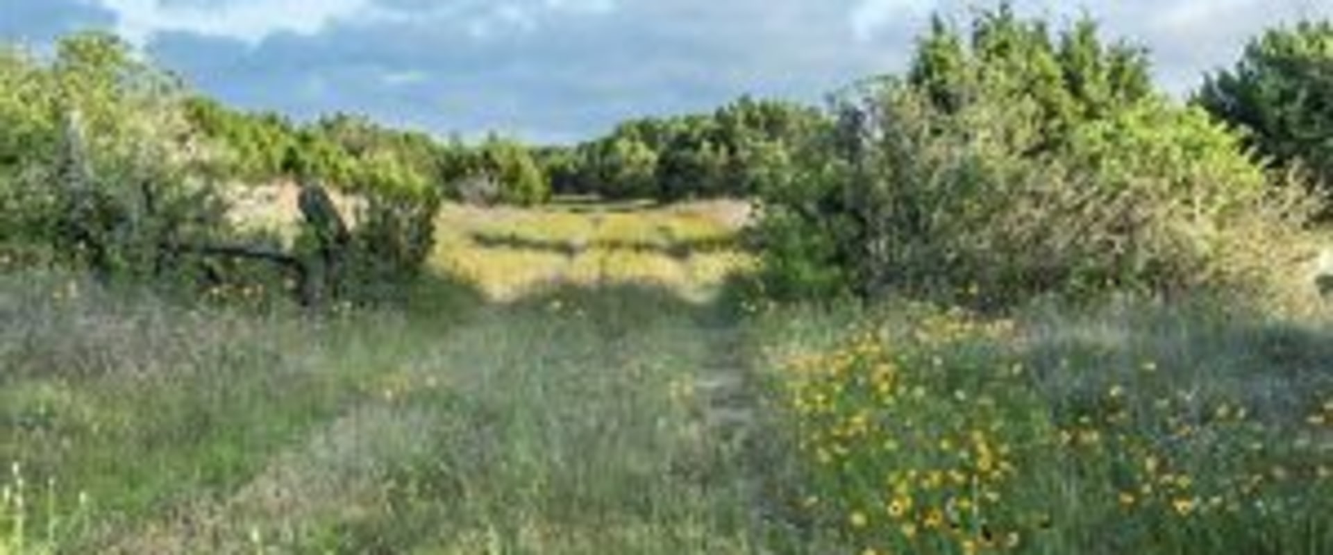 Exploring the Best Outdoor Programs for Birdwatching in Austin, Arkansas