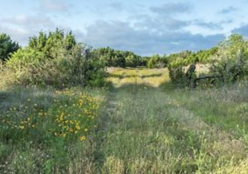 Exploring the Best Outdoor Programs for Birdwatching in Austin, Arkansas